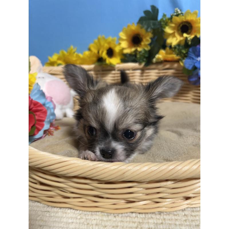 成約済の福岡県のチワワ(ロングコート)-436731の4枚目