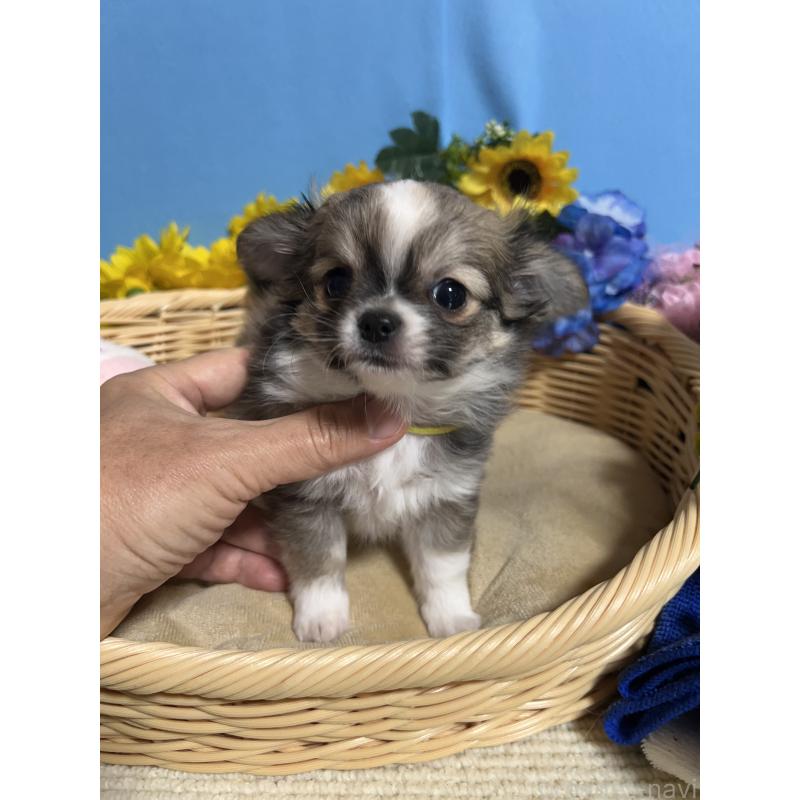 成約済の福岡県のチワワ(ロングコート)-436731の3枚目