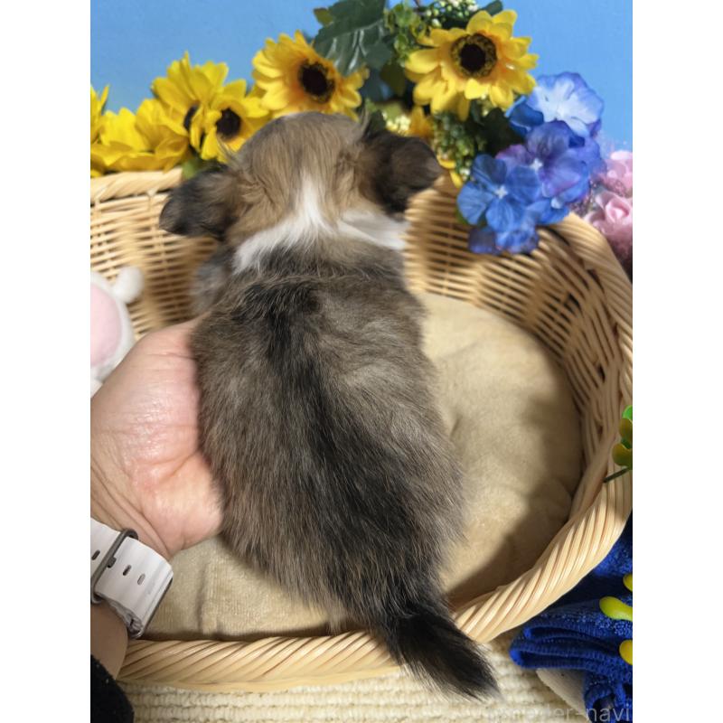 成約済の福岡県のチワワ(ロングコート)-436731の2枚目