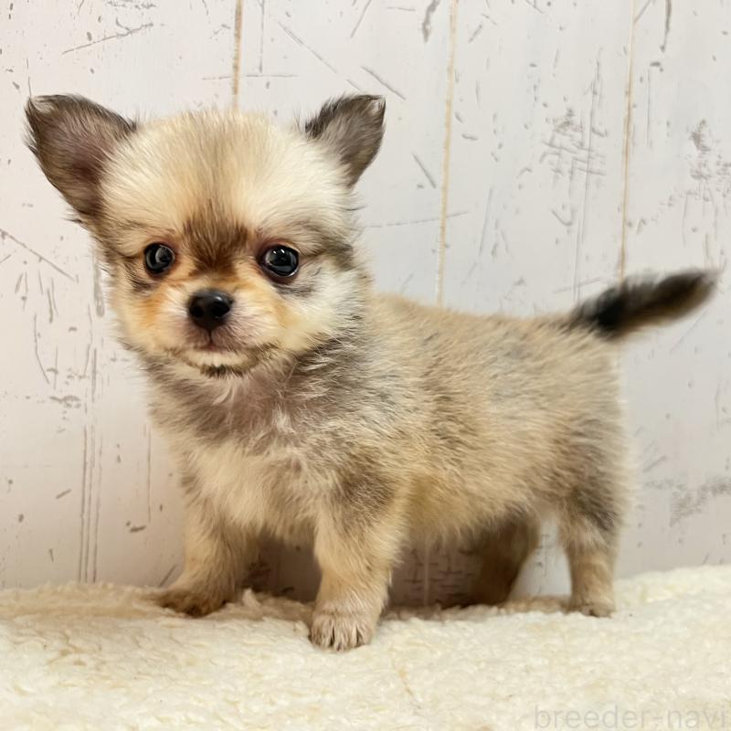 成約済の千葉県のミックス犬-436980の5枚目