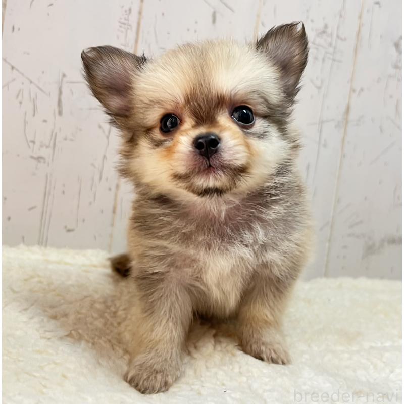 成約済の千葉県のミックス犬-436980の4枚目