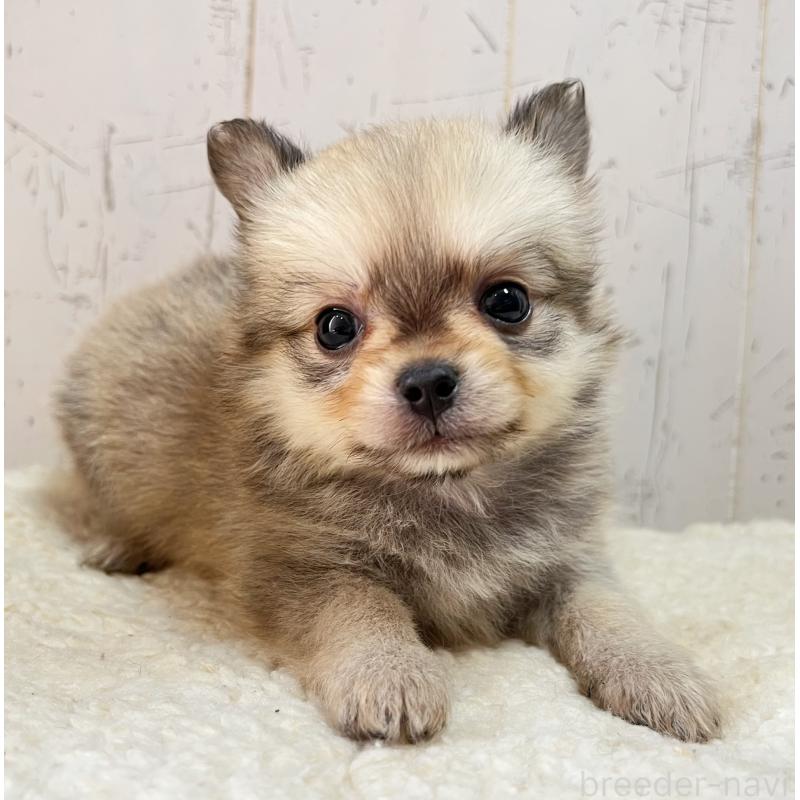 成約済の千葉県のミックス犬-436980の3枚目