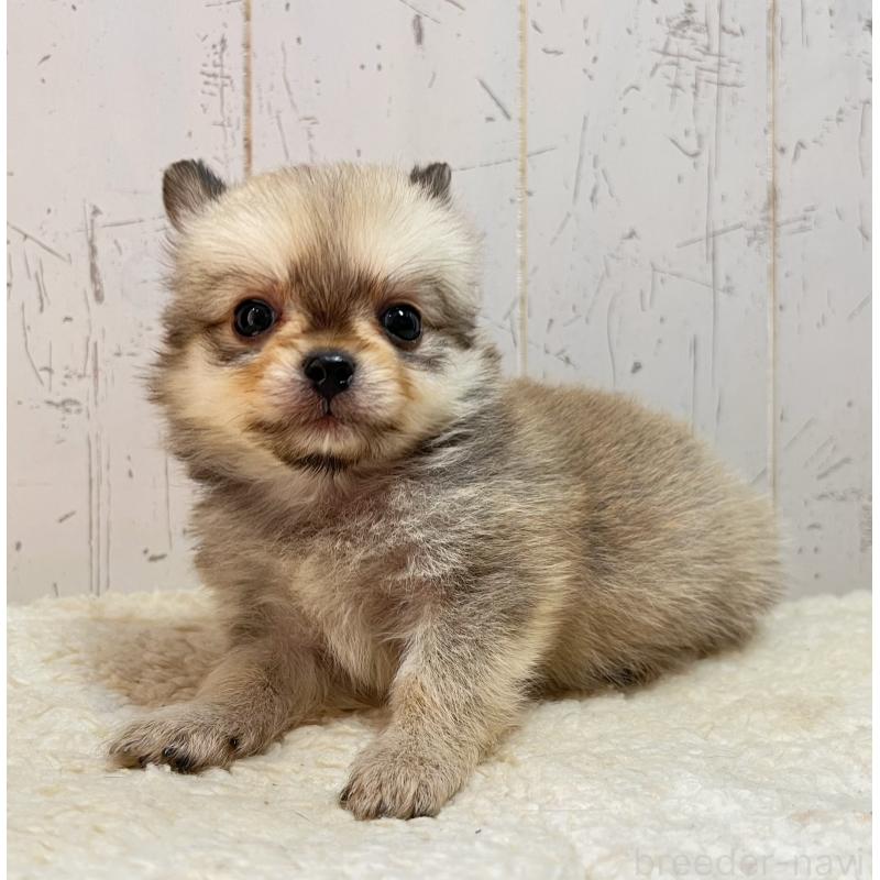 成約済の千葉県のミックス犬-436980の2枚目