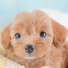 ♀︎チワプー:チワワ×トイプードル