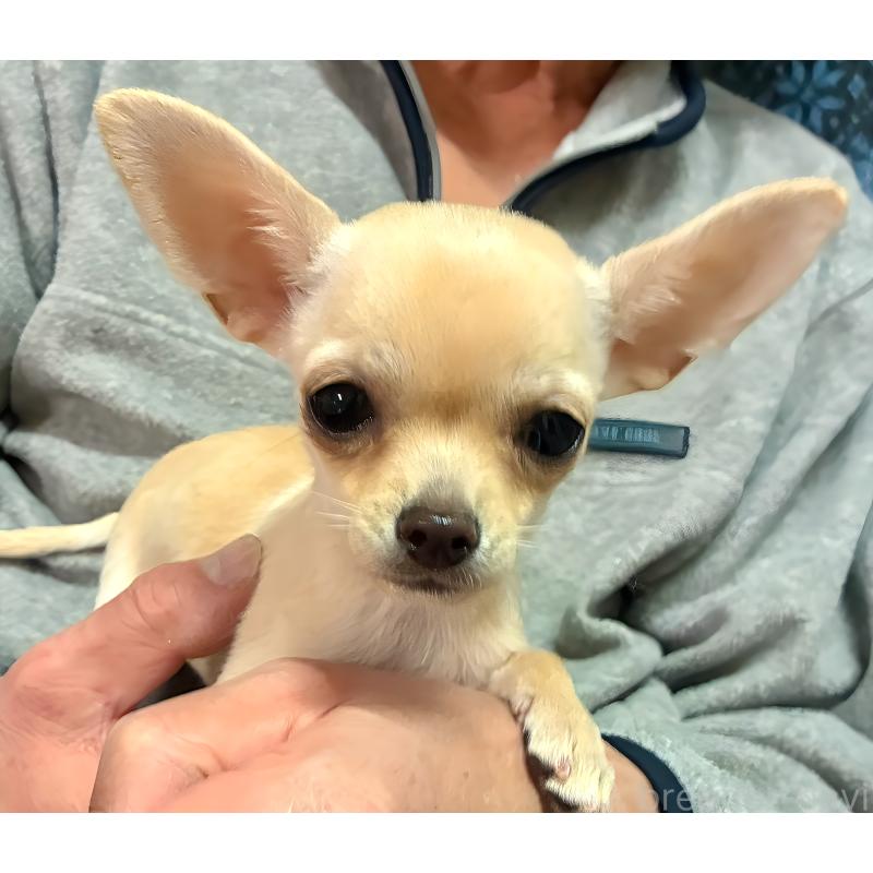 成約済の広島県のチワワ(スムースコート)-427962の5枚目