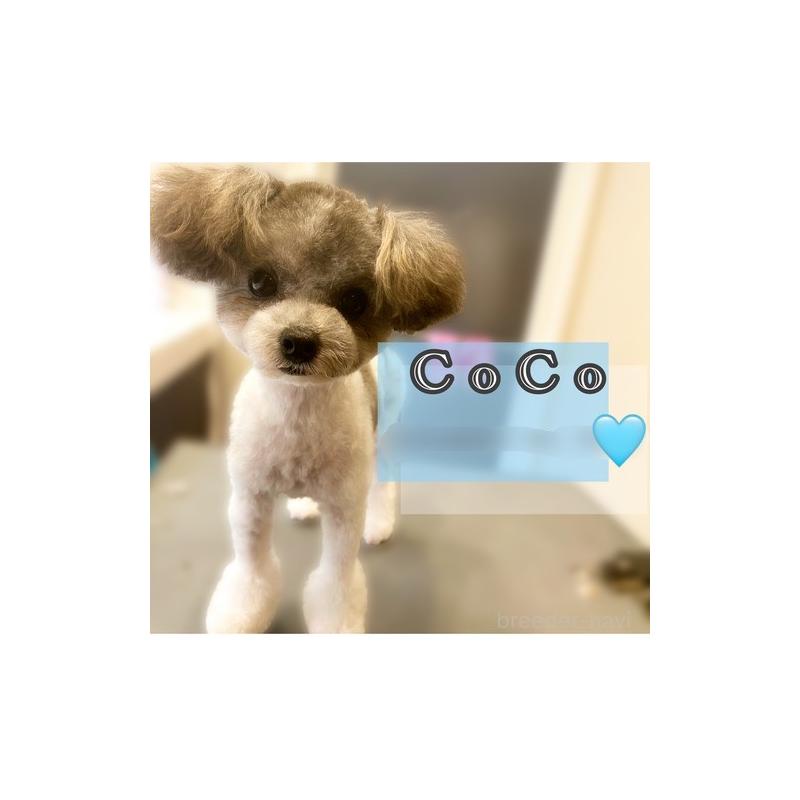 笹川潤二ブリーダーの詳細の1枚目