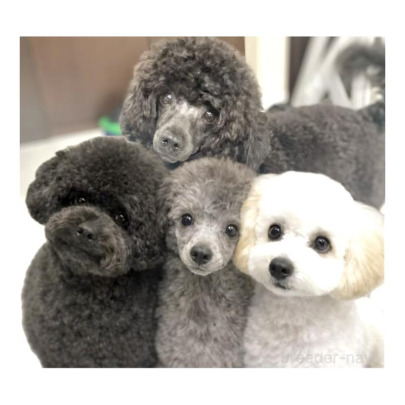 津村育世ブリーダーの詳細の1枚目