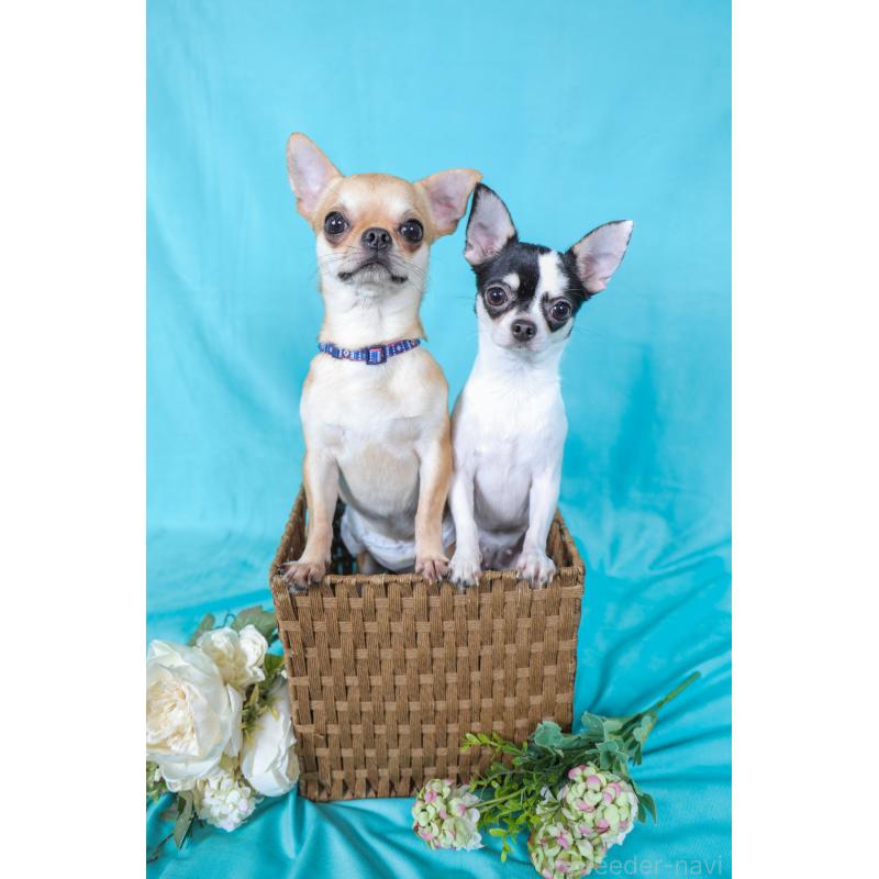 遠藤美奈子ブリーダーの詳細