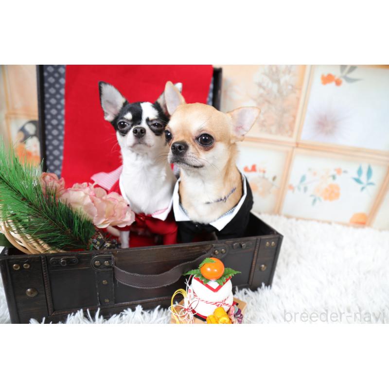 遠藤美奈子ブリーダーの詳細の1枚目