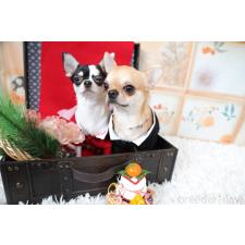 遠藤美奈子ブリーダー