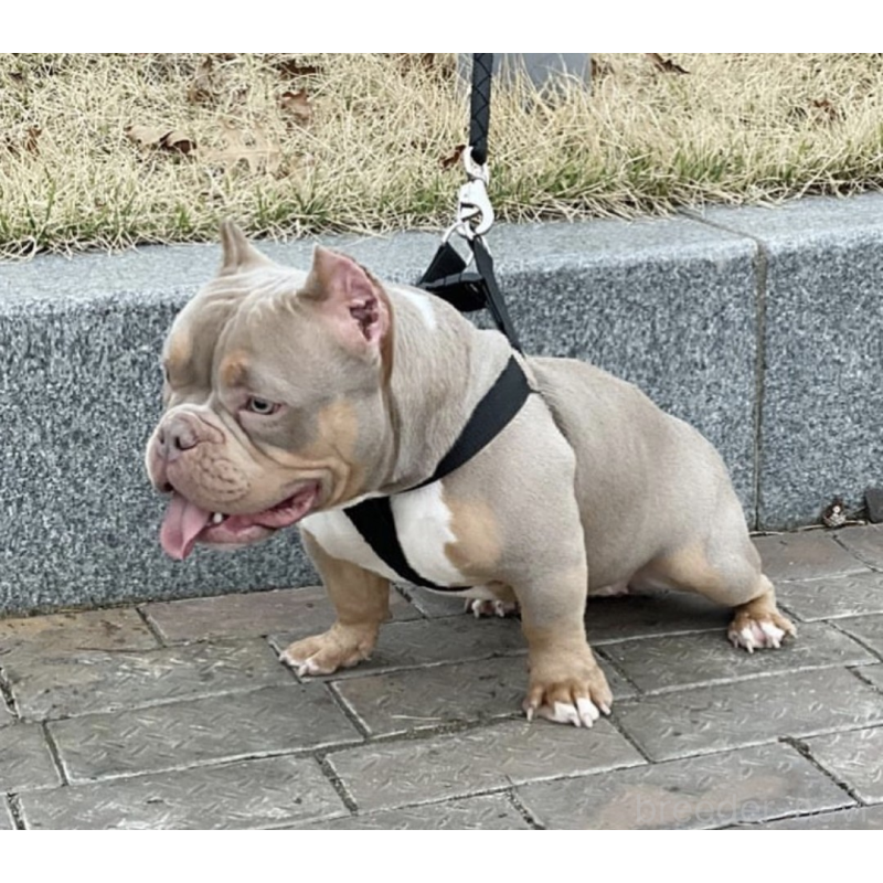 繁田隆宏ブリーダーの詳細の1枚目