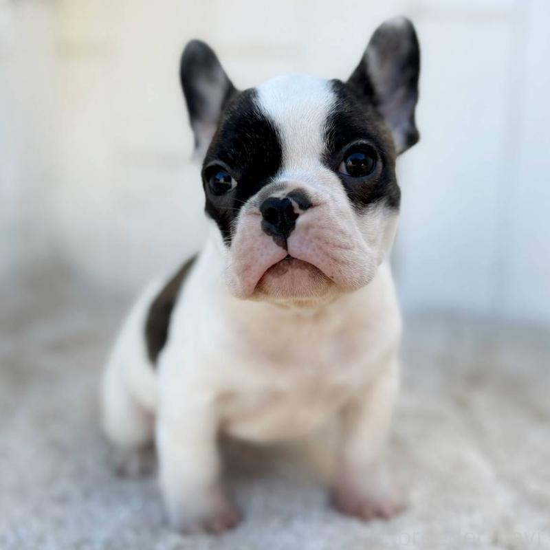 成約済の茨城県のフレンチブルドッグ-427475の4枚目