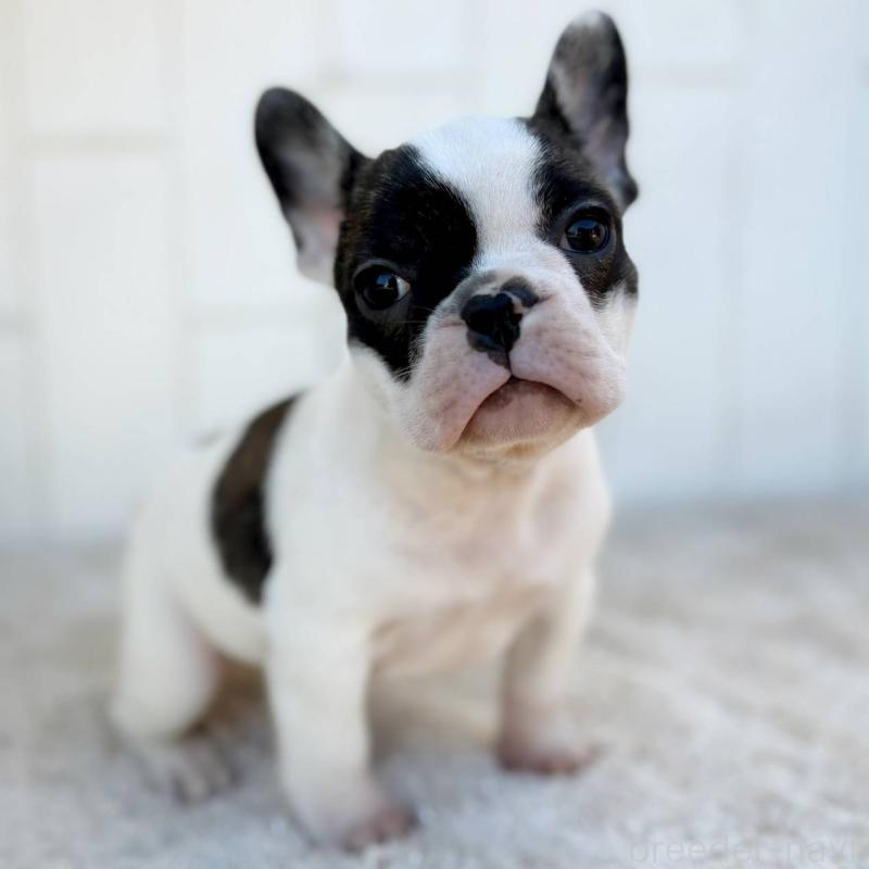 成約済の茨城県のフレンチブルドッグ-427475の2枚目