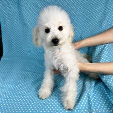 ♀︎ビションプー:ビションフリーゼ×トイプードル