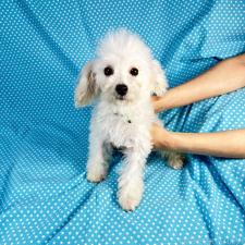 ♀︎ビションプー:ビションフリーゼ×トイプードル