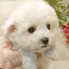 ♀︎ビションフリーゼ