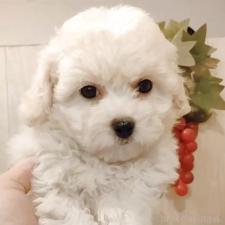 ♀︎ビションフリーゼ