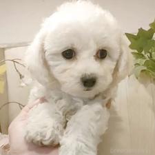 ♀︎ビションフリーゼ