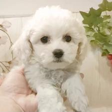 ♀︎ビションフリーゼ