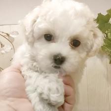 ♀︎ビションフリーゼ