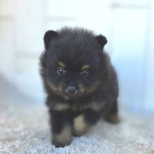 ♀︎ポメラニアン