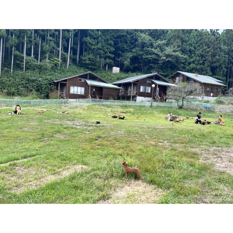 成約済の栃木県のトイプードル-425728の2枚目