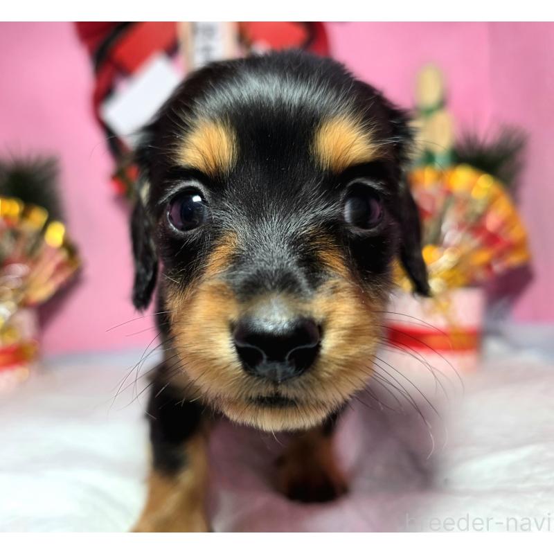 *はるる　モールアート　ブラックタンパイボールド* ブラックタンパイボールドのミニチュアダックスフンド(ロングヘアード