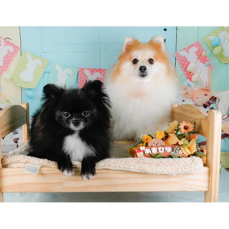 朝比奈杏奈ブリーダーの詳細の1枚目