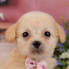 ♀︎チワプー:チワワ×トイプードル