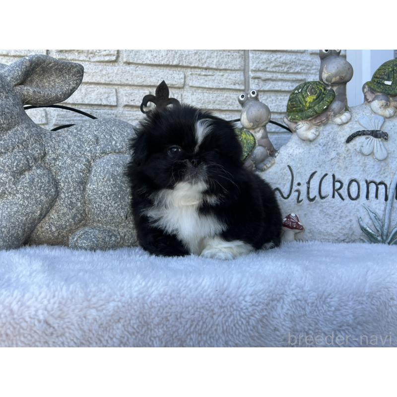 成約済の岡山県のペキニーズ-433332の10枚目