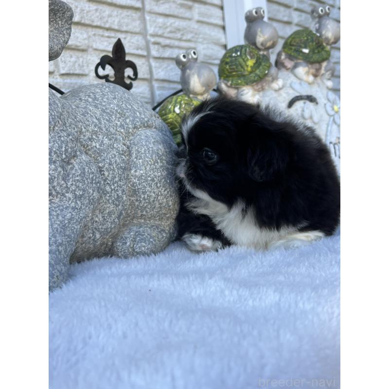 成約済の岡山県のペキニーズ-433332の9枚目