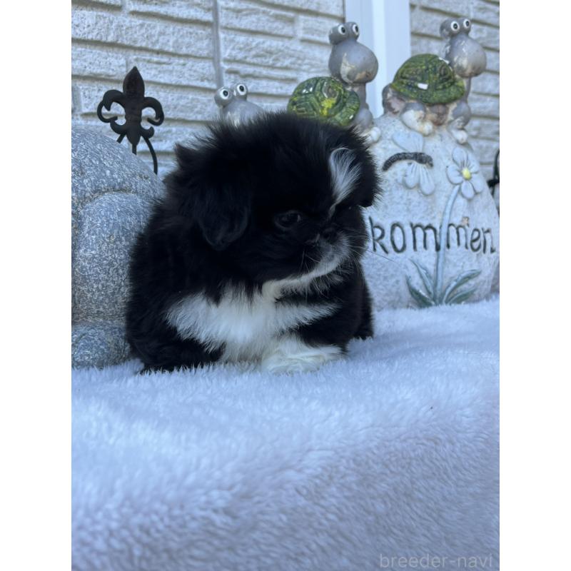 成約済の岡山県のペキニーズ-433332の8枚目