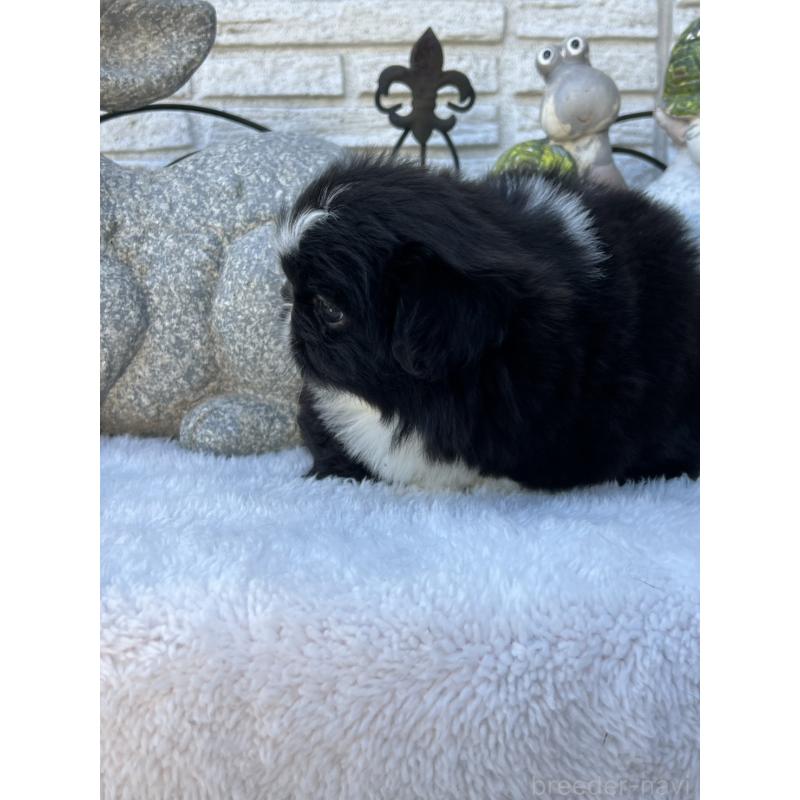 成約済の岡山県のペキニーズ-433332の7枚目