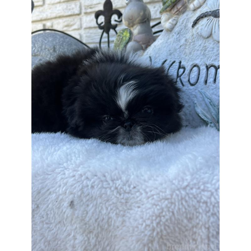 成約済の岡山県のペキニーズ-433332の6枚目