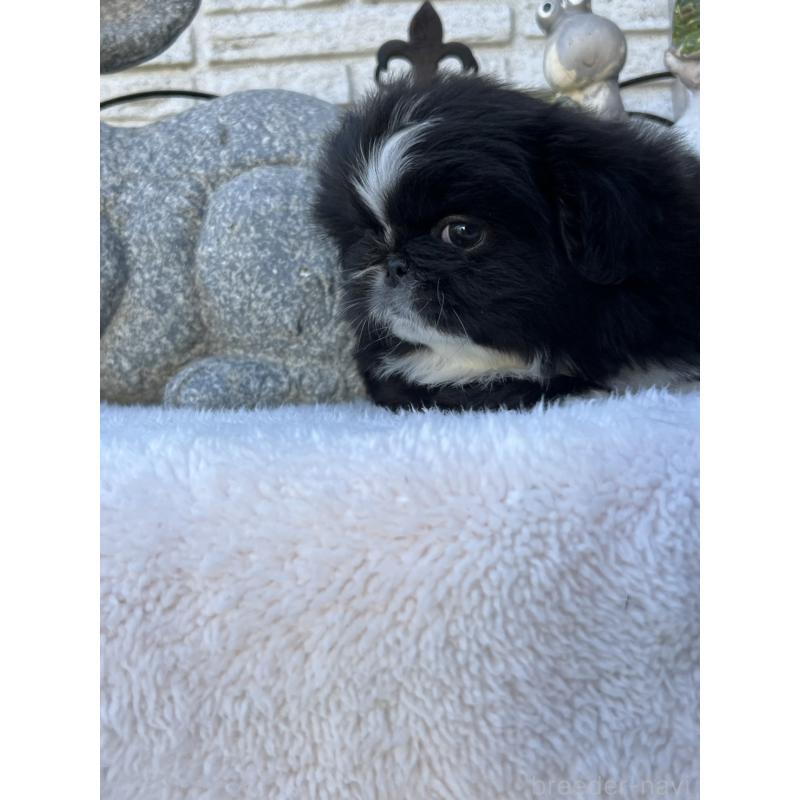 成約済の岡山県のペキニーズ-433332の5枚目