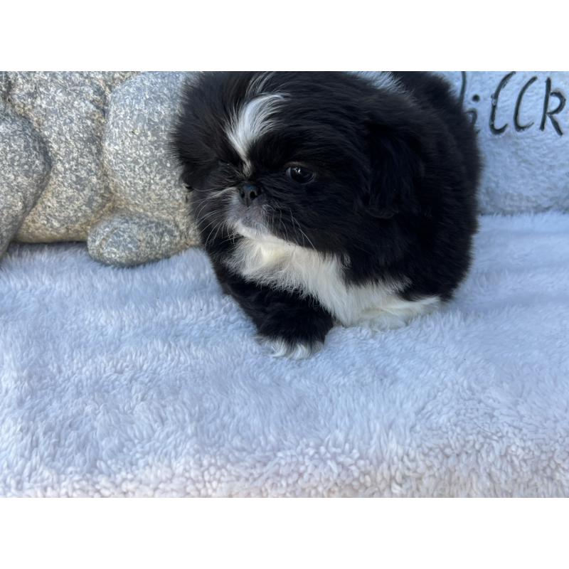 成約済の岡山県のペキニーズ-433332の4枚目