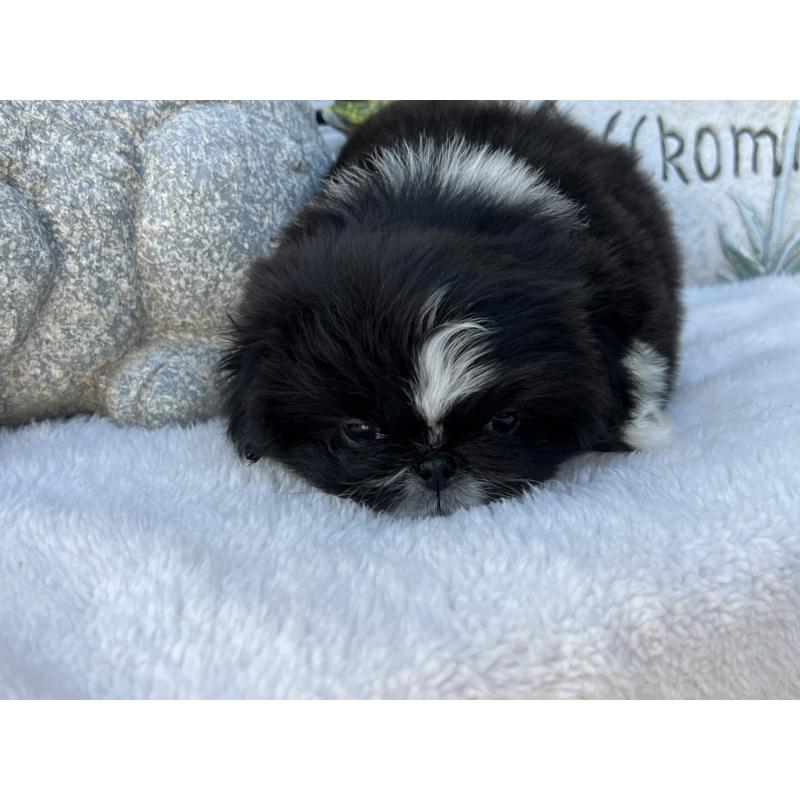 成約済の岡山県のペキニーズ-433332の3枚目