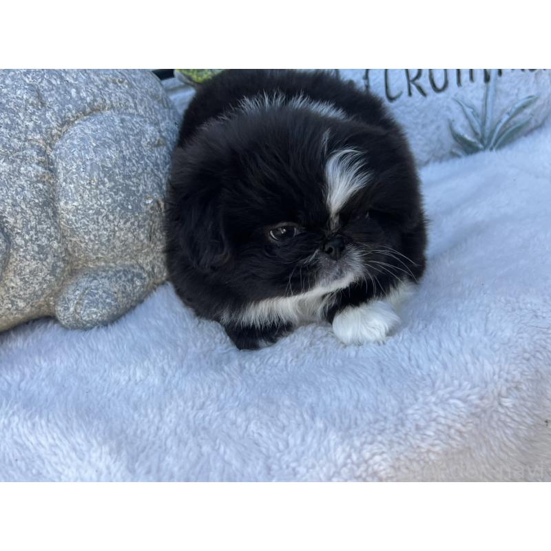 成約済の岡山県のペキニーズ-433332の2枚目