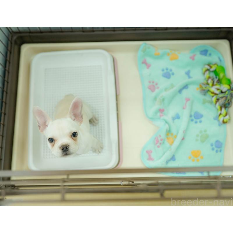 梶匡伸ブリーダーの詳細