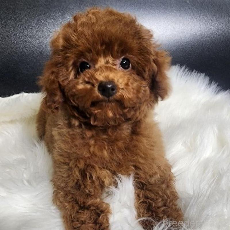 成約済の群馬県のトイプードル-425529の4枚目