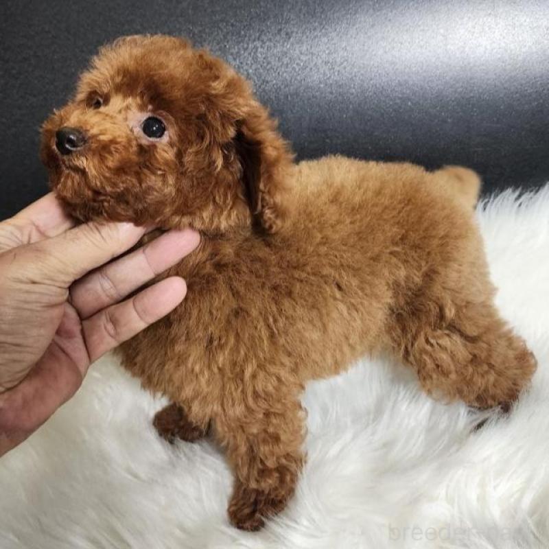 成約済の群馬県のトイプードル-425529の3枚目