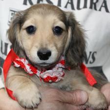 ♀︎ミニチュアダックスフンド(ロングヘアード)