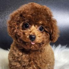 ♀︎トイプードル