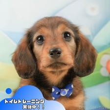 ♀︎ミニチュアダックスフンド(ロングヘアード)