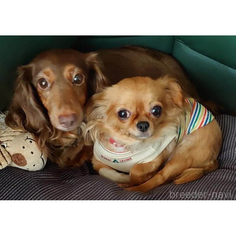 小野田園子ブリーダーの詳細の1枚目