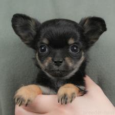 ♀︎チワワ(ロングコート)