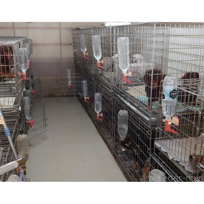 小野田園子ブリーダーの詳細