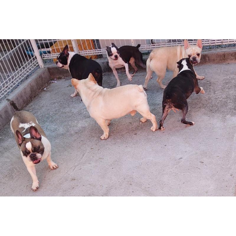 小野田園子ブリーダーの詳細