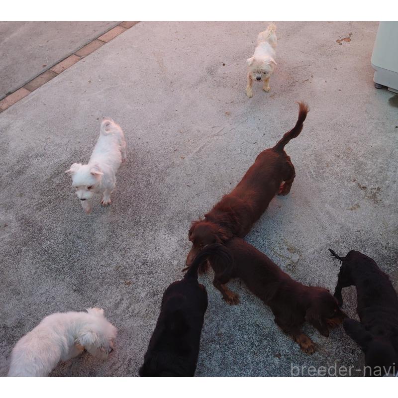 小野田園子ブリーダーの詳細