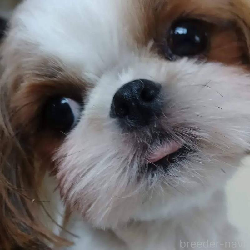 迫川昌美ブリーダーの詳細の1枚目